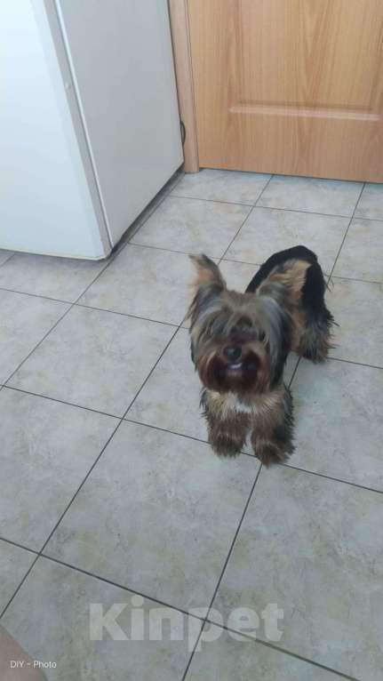 Собаки в Москве: Йоркширский терьер Мальчик, 15 000 руб. - фото 3