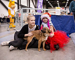 Собаки в Санкт-Петербурге: Маленькая хорошенькая собачка Девочка, Бесплатно - фото 2