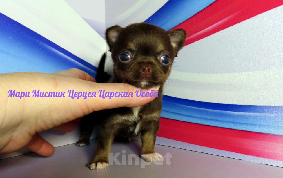 Собаки в Санкт-Петербурге: Большой выбор щенков чихуахуа из питомника РКФ Мальчик, Бесплатно - фото 1