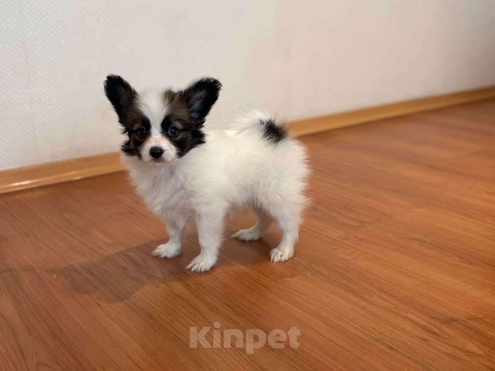 Собаки в Москве: Кукольный мальчик папильона , Дейл Мальчик, 50 000 руб. - фото 4