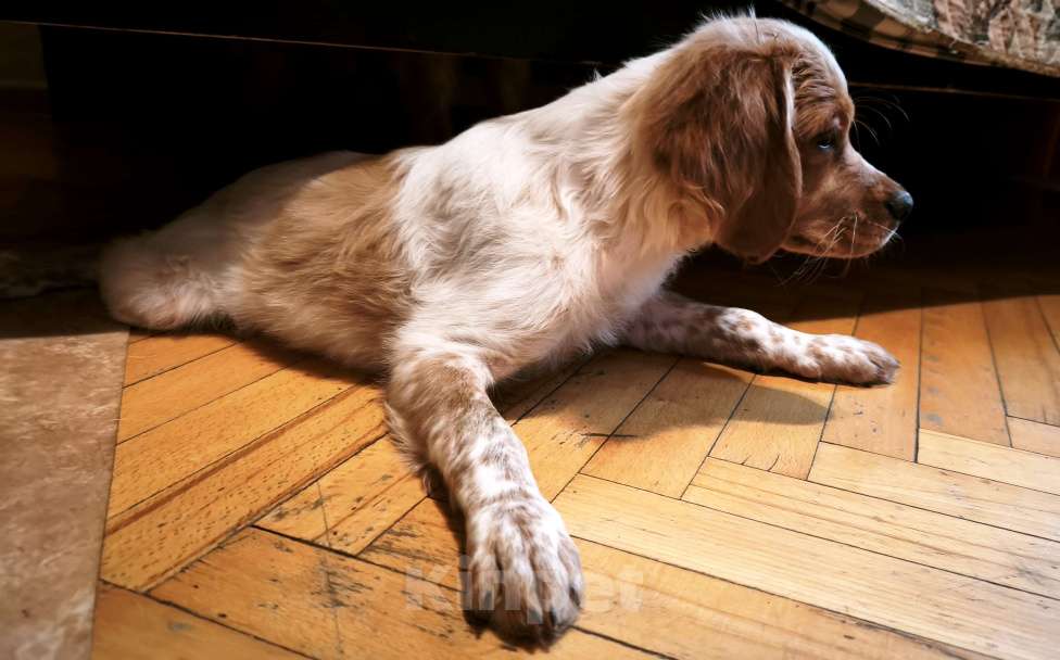 Собаки в Москве: Акела Мальчик, 55 000 руб. - фото 1