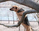 Собаки в Пушкино: Ханни в добрые руки  Девочка, Бесплатно - фото 4