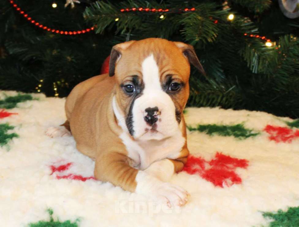 Собаки в других городах Московской области: Мальчик амстафф Мальчик, 60 000 руб. - фото 2