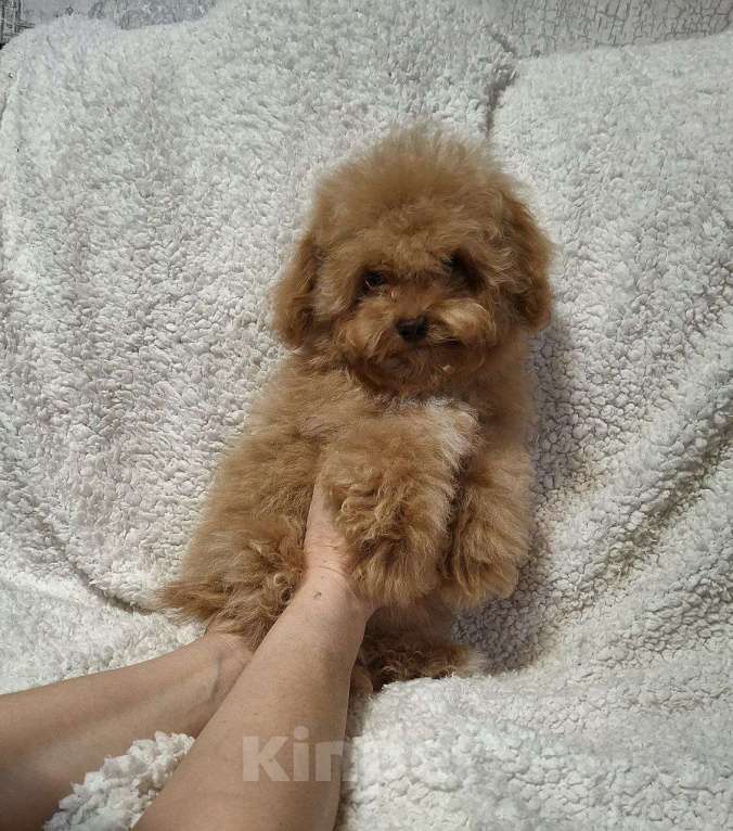 Собаки в Москве: Мальтмпу f1 девочка мини Девочка, 55 000 руб. - фото 1