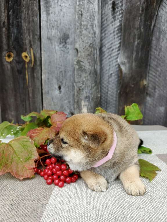 Собаки в Москве: Девчонка сиба ину Девочка, 50 000 руб. - фото 3