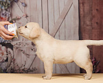 Собаки в Сертолово: Щенки лабрадора из питомника  Мальчик, Бесплатно - фото 9