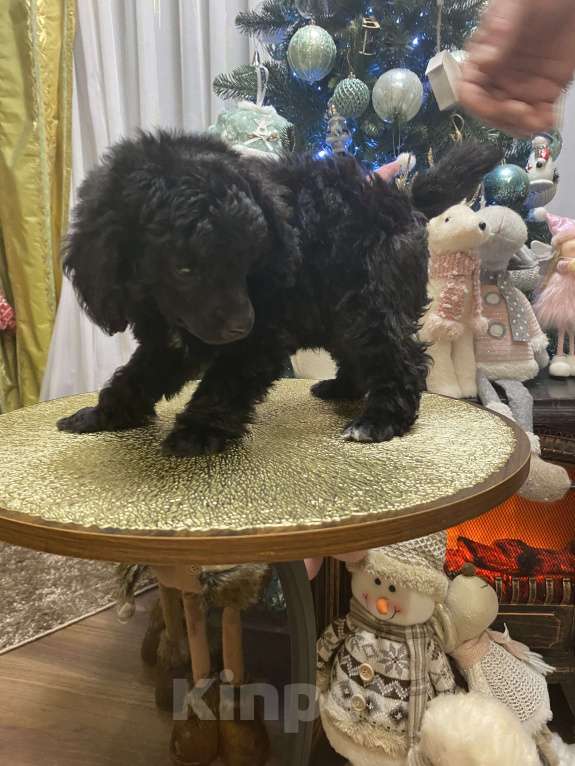 Собаки в Березовском: Мальчик 2 Мальчик, 60 000 руб. - фото 2