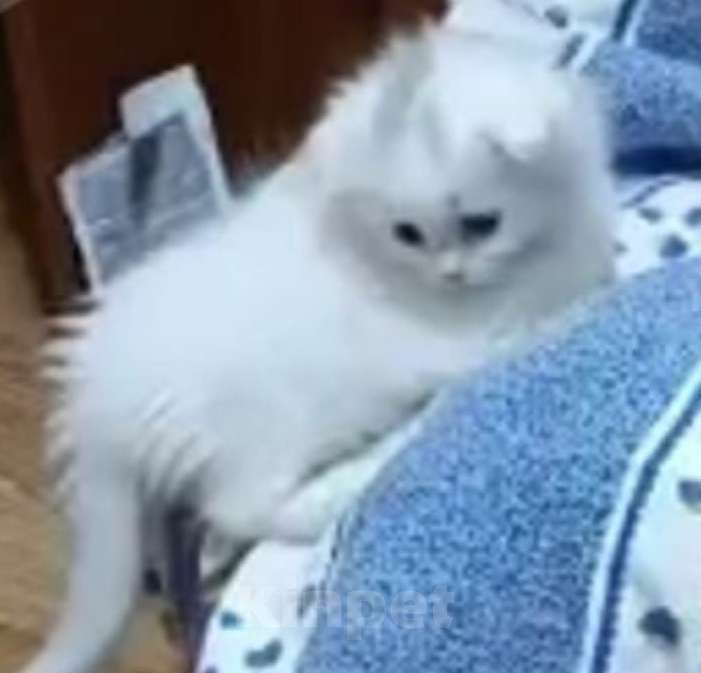 Кошки в Москве: Шотландский вислоухий белый котенок Девочка, 5 000 руб. - фото 5