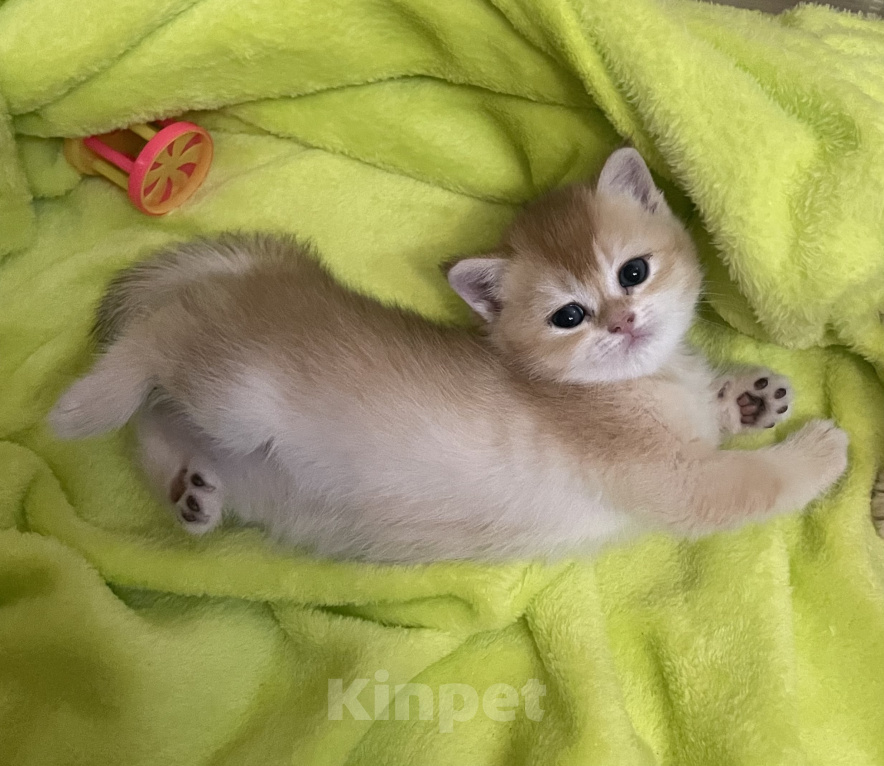 Кошки в Брянске: Котята Британской золотой шиншиллы Разнополые, 35 000 руб. - фото 2