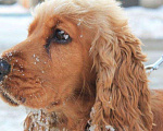 Собаки в Ставрополе: Вязка, 80 руб. - фото 3