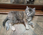 Кошки в Колпашево: Котята Мейн-кун, 8 000 руб. - фото 7