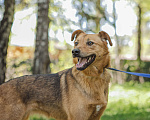 Собаки в Клине: Карина Девочка, Бесплатно - фото 1