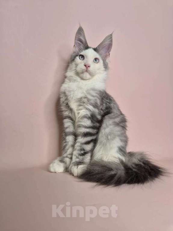 Кошки в Москве: Котенок Мей-Кун Мальчик, 40 000 руб. - фото 4