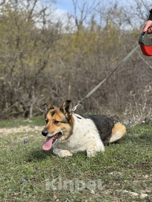 Собаки в других городах Краснодарского края: Адель,хочу домой Девочка, 99 руб. - фото 3