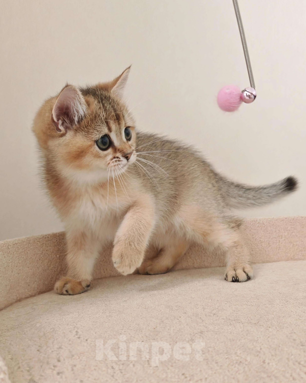 Кошки в Самаре: Британский котенок Мальчик, 40 000 руб. - фото 2