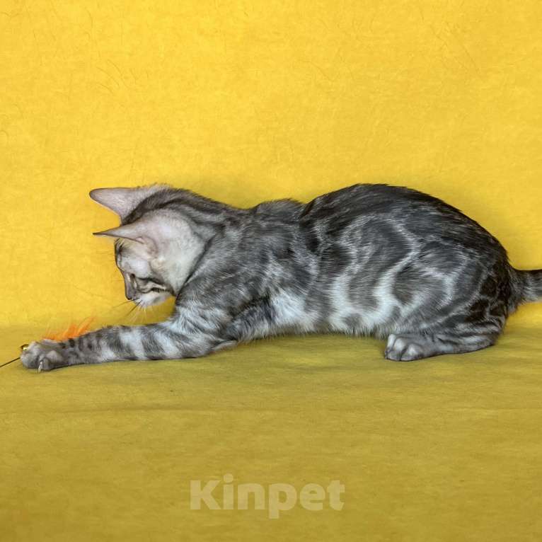 Кошки в Москве: Бенгальский котёнок серебро уголь Мальчик, Бесплатно - фото 7