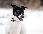 Собаки в Москве: Белый молодой пёс Стэн, приучен к квартире Мальчик, Бесплатно - фото 5