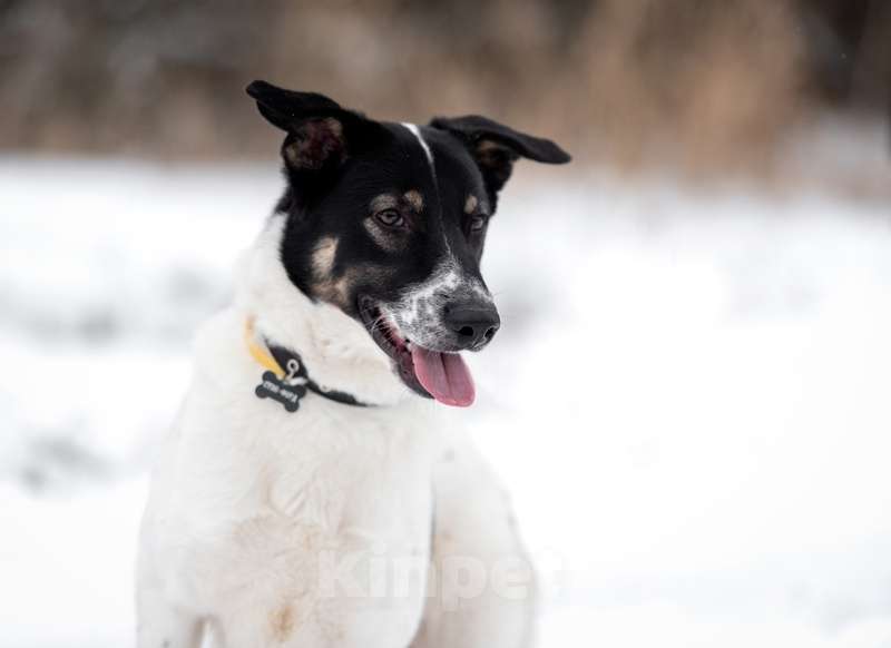 Собаки в Москве: Белый молодой пёс Стэн, приучен к квартире Мальчик, Бесплатно - фото 5