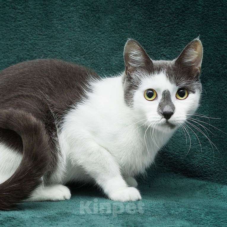 Кошки в Москве: Хозяйка выкинула кошечку на улицу, потому что та ей надоела 💔 Девочка, Бесплатно - фото 2