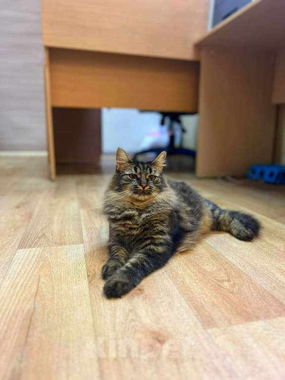 Кошки в Москве: Сибирская красавица-кошка Плюша в добрые руки Девочка, 1 руб. - фото 6