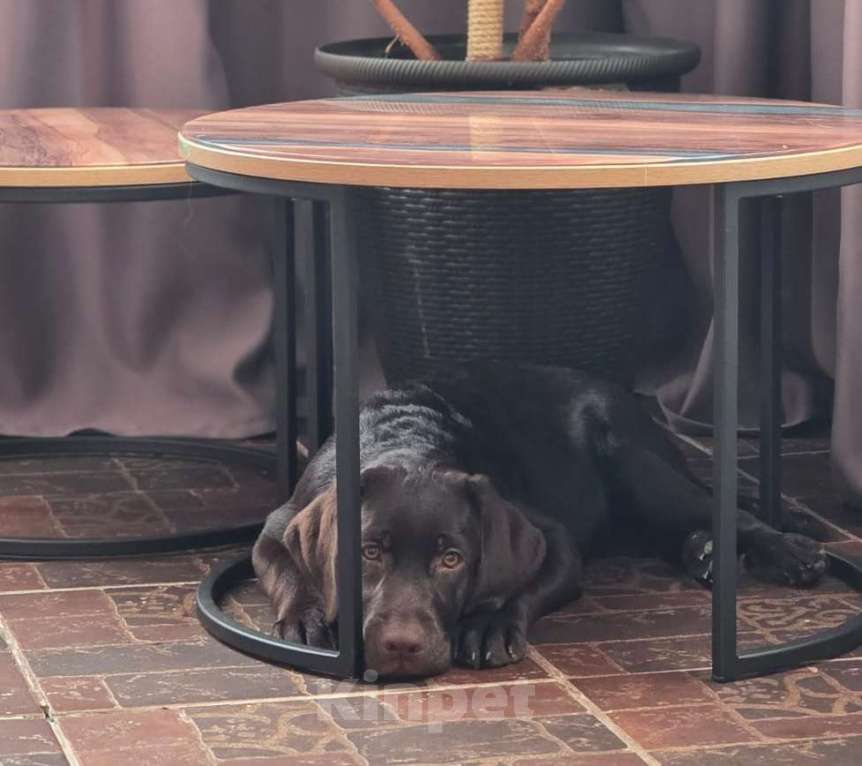 Собаки в Москве: Продам лучшего мальчика из помёта Мальчик, 60 000 руб. - фото 4