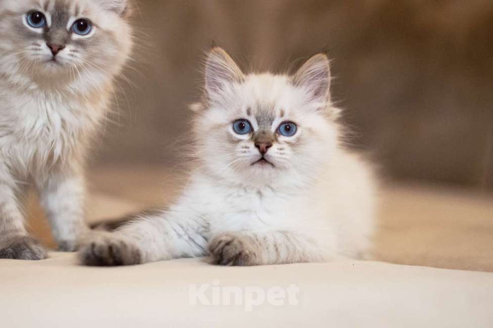 Кошки в Санкт-Петербурге: невский маскарадный котенок Мальчик, 60 000 руб. - фото 5