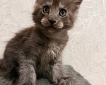 Кошки в Сальске: Котенок мейн кун Мальчик, 25 000 руб. - фото 5