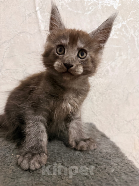 Кошки в Сальске: Котенок мейн кун Мальчик, 25 000 руб. - фото 5