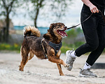Собаки в Москве: Небольшая супер позитивная Шанти ищет дом! Девочка, Бесплатно - фото 6