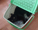 Кошки в Красноярске: Отдам кота в добрые руки в связи с переездом  Мальчик, Бесплатно - фото 4