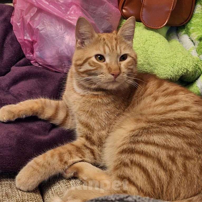 Кошки в Липецке: Отдаю в новую семью рыжика - Ларри Мальчик, Бесплатно - фото 4