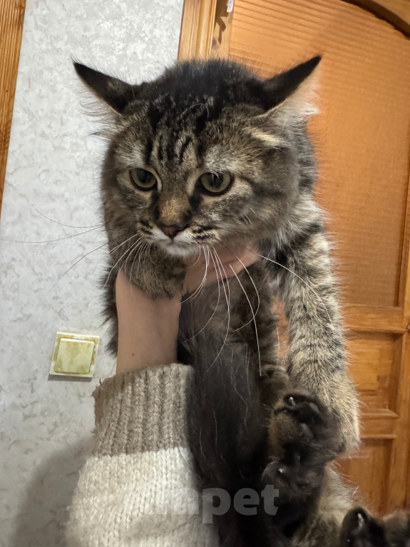 Кошки в Челябинске: Отдам кошечку в добрые руки Девочка, Бесплатно - фото 6