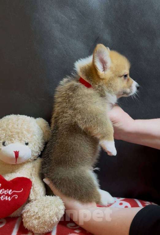 Собаки в других городах Московской области: Вельш корги пемброк мальчик  Мальчик, 38 000 руб. - фото 2