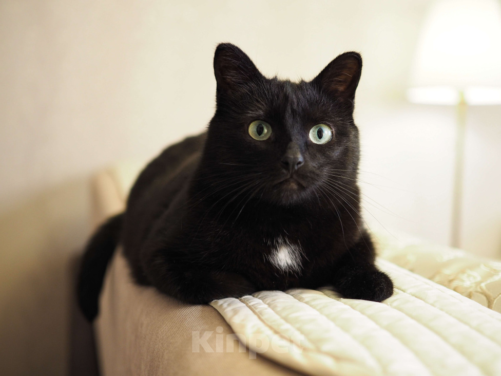 Кошки в Москве: Очень ласковая кошечка Нора в добрые руки Девочка, Бесплатно - фото 2