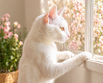 Кошки в Санкт-Петербурге: Котенок Девочка, Бесплатно - фото 1