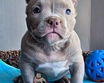 Собаки в Москве: Девочка Американский булли Микро Девочка, 120 000 руб. - фото 1