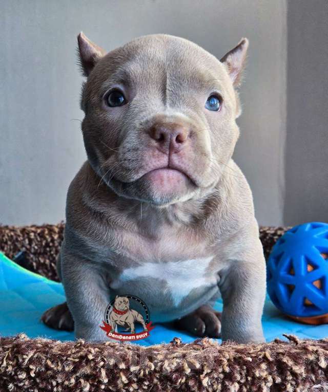 Собаки в Москве: Девочка Американский булли Микро Девочка, 120 000 руб. - фото 1