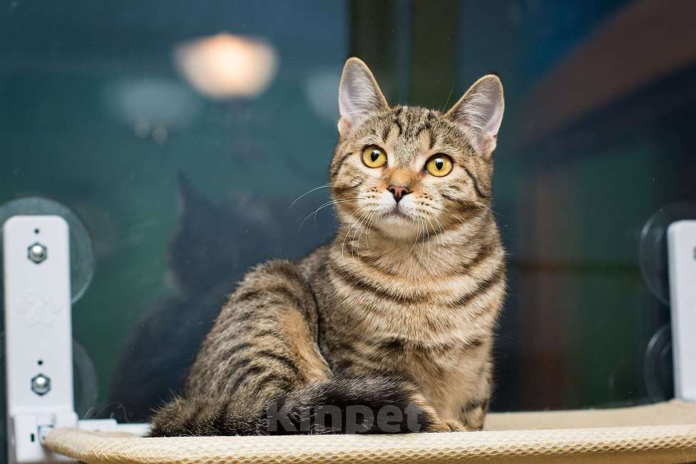 Кошки в Москве: Полосатая молодая серая кошечка-подросток Марфа в дар Девочка, 1 руб. - фото 3