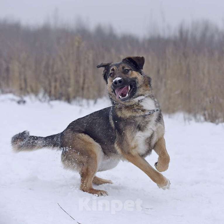 Собаки в Москве: Активный молодой пес Арго  очень плачет в приюте. Мальчик, Бесплатно - фото 5