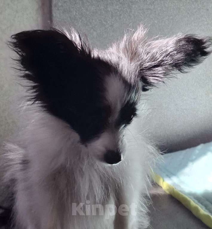 Собаки в Москве: Мальчик папийон  Мальчик, 60 000 руб. - фото 5