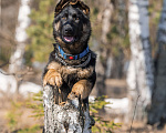 Собаки в других городах Московской области: Собаки щенки немецкой овчарки рабочего разведения Девочка, 80 000 руб. - фото 5
