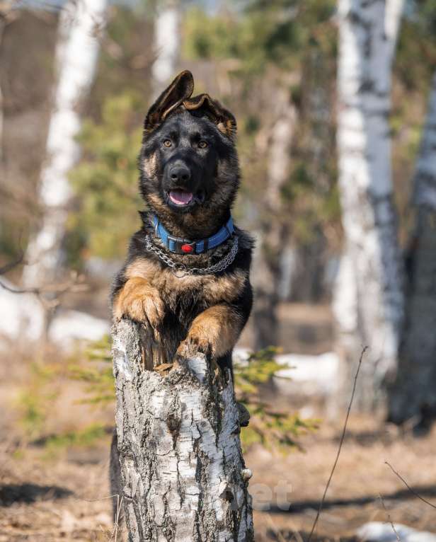 Собаки в других городах Московской области: Собаки щенки немецкой овчарки рабочего разведения Девочка, 80 000 руб. - фото 5