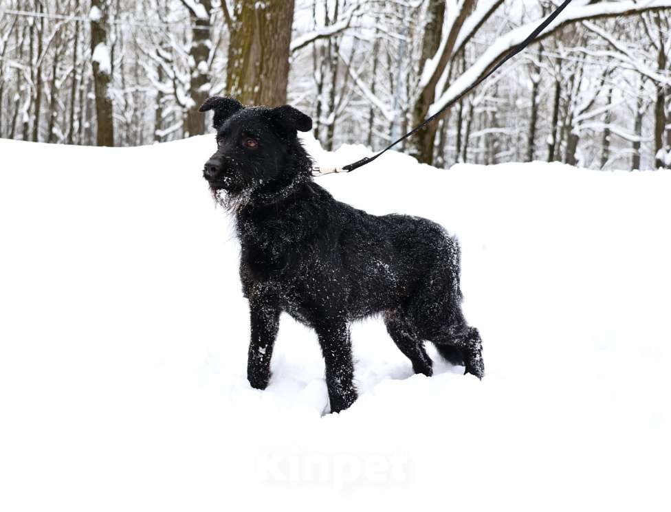 Собаки в Москве: Собака бесплатно Москва Мальчик, Бесплатно - фото 6