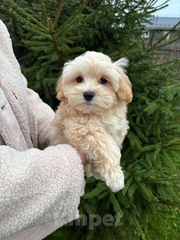 Собаки в Санкт-Петербурге: Огонёчек мальтипу ф1,мальчик стандарт  Мальчик, 90 000 руб. - фото 2