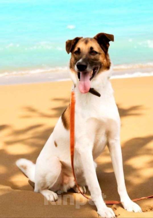 Собаки в Москве: Амур остался без дома, без семьи Мальчик, Бесплатно - фото 5