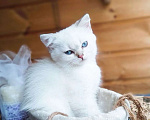 Кошки в Москве: Британские короткошёрстные котята шиншиллы Разнополые, 15 000 руб. - фото 5