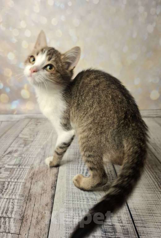 Кошки в Москве: Котёнок в добрые руки  Мальчик, Бесплатно - фото 8