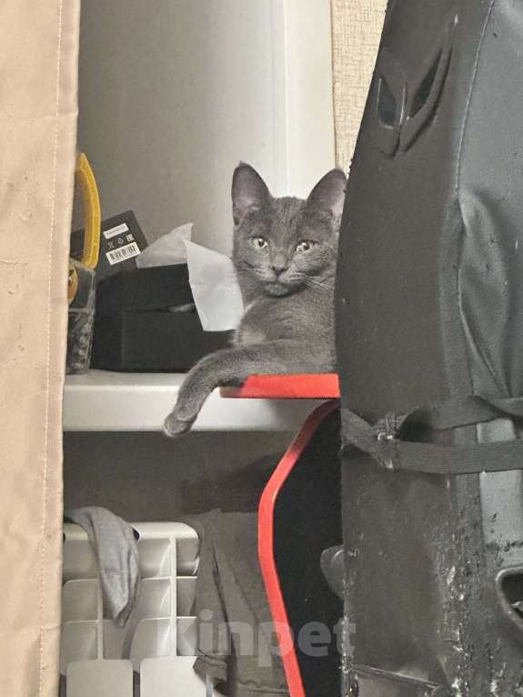 Кошки в Москве: Котенок в добрые руки  Мальчик, Бесплатно - фото 2