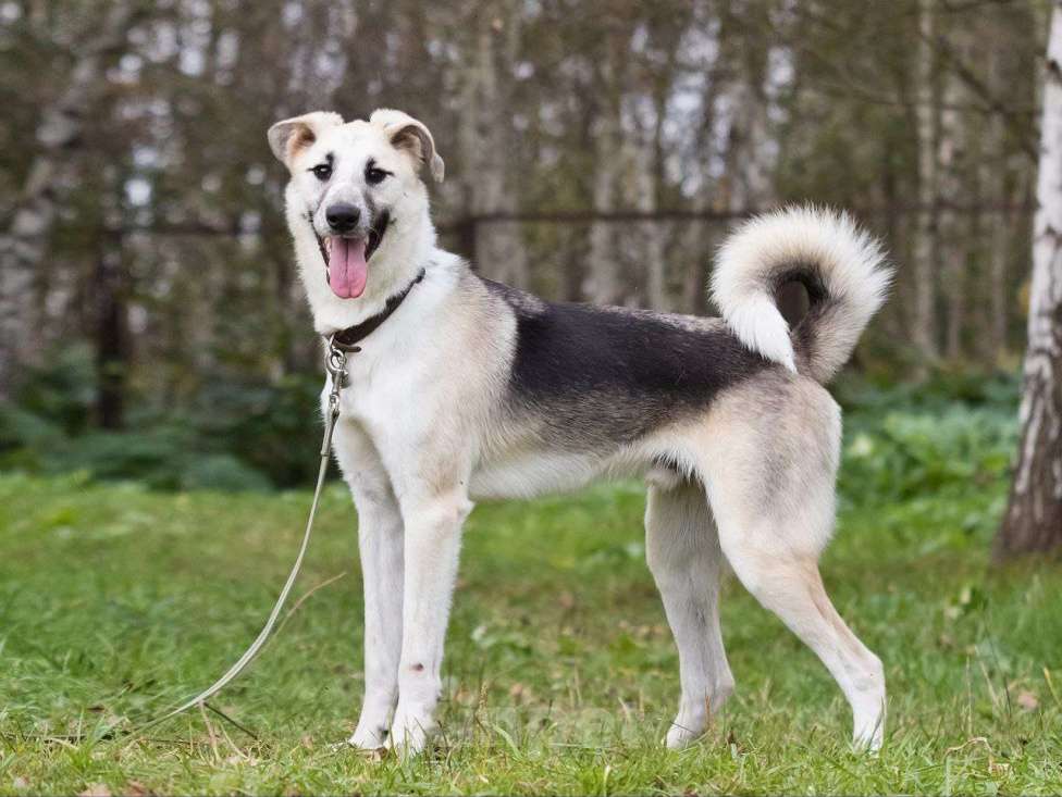 Собаки в других городах Московской области: Мирон якутенок Мальчик, Бесплатно - фото 2