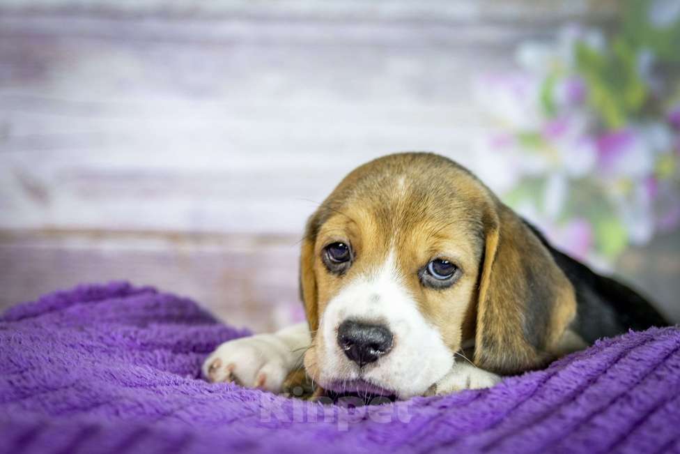 Собаки в Санкт-Петербурге: Милые маленькие биглюши ищут друзей Девочка, 65 000 руб. - фото 3